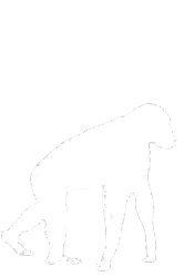 Evolution stage 1